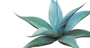 Agave Inulin