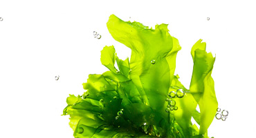 Algae Oil