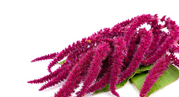 Amaranthus Cruentus Extract