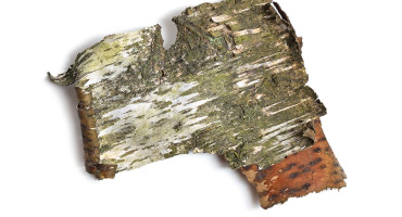 Aspen Bark