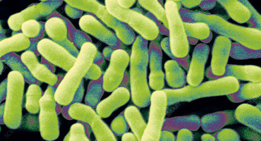 Bifidobacterium Animalis Lactis