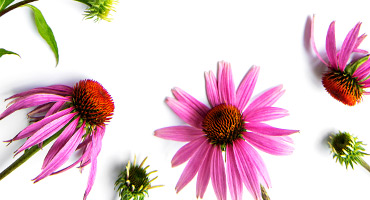 Echinacea