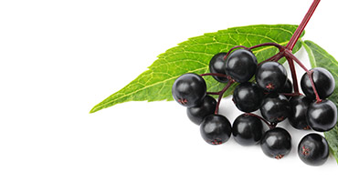 Elderberry