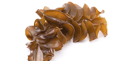 Kelp