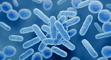 Lactobacillus