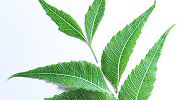 Neem Leaves Powder