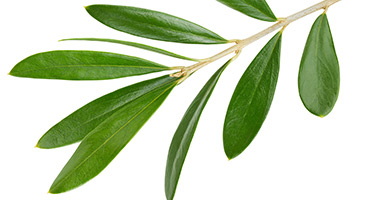 Olive Leaf