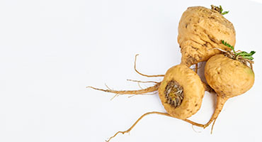 Yellow Maca Extract
