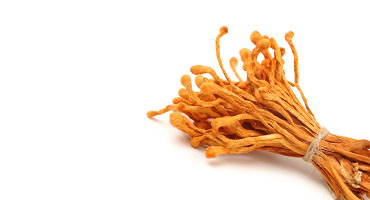 Cordyceps