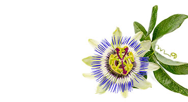 Passiflora
