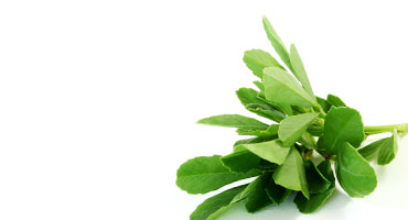 Fenugreek
