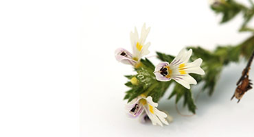 Eyebright Extract