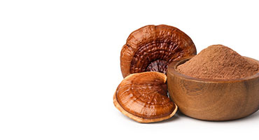 Reishi Mushroom