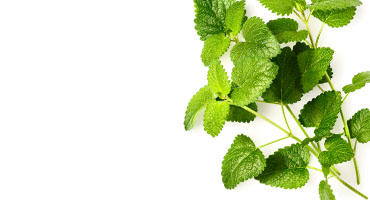 Lemon Balm