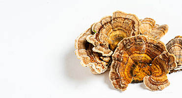 Turkey Tail