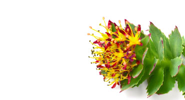 Rhodiola Rosea