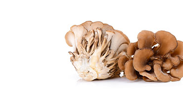Maitake