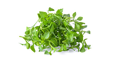 Watercress