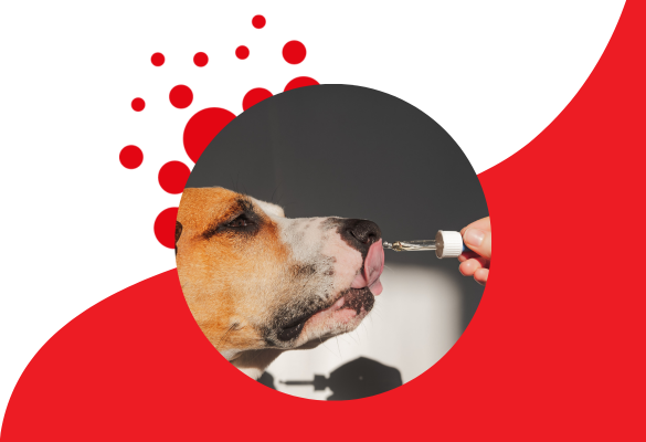 The Future of Pet Wellness: How Human Supplement Trends Are Shaping the Global Pet Nutrition Market