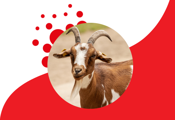 Why Should You Switch to Goat Whey Protein?